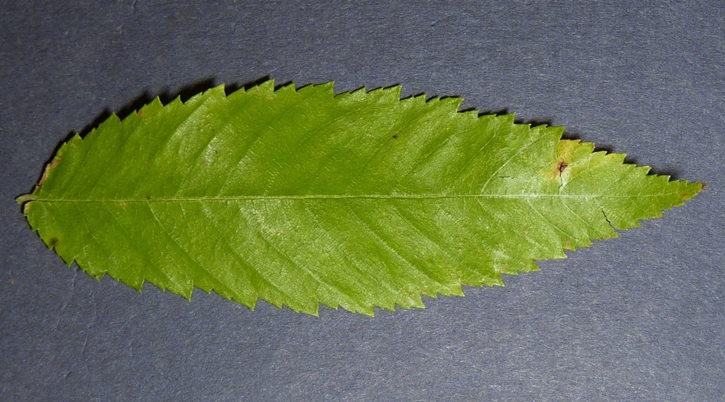 {Ulmus alata}
